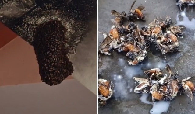 bee attack