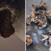bee attack