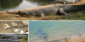 Crocodile conservation at Nandankanan