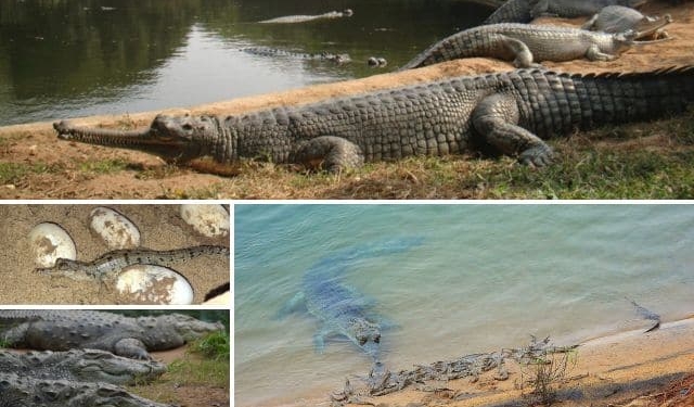 Crocodile conservation at Nandankanan