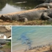 Crocodile conservation at Nandankanan