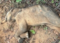 elephant calf death