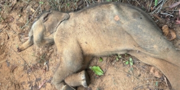 elephant calf death