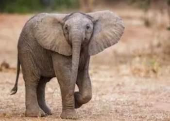 elephant calf death