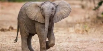 elephant calf death