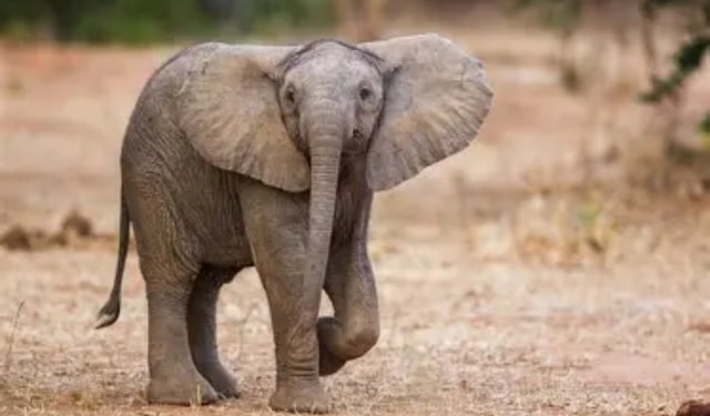 elephant calf death