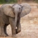elephant calf death