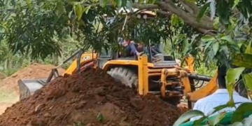 elephant electrocuted