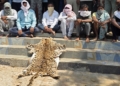 Rayagada tiger skin seizure
