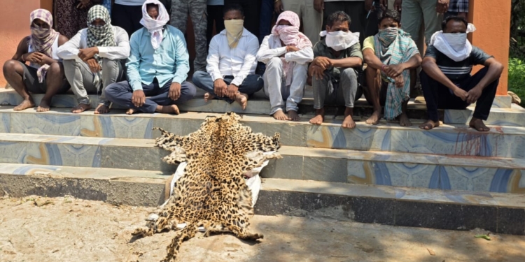 Rayagada tiger skin seizure