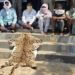 Rayagada tiger skin seizure