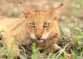 Conservation through compassion