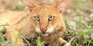 Conservation through compassion