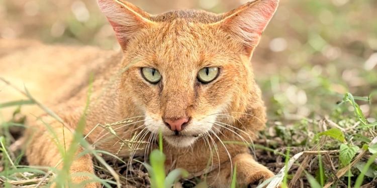 Conservation through compassion