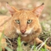Conservation through compassion