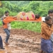 Kalahandi pregnant woman carried on stretcher