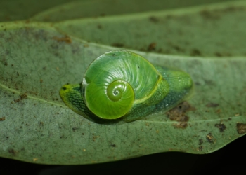 Rare Emerald Land Snail Discovery