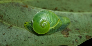 Rare Emerald Land Snail Discovery