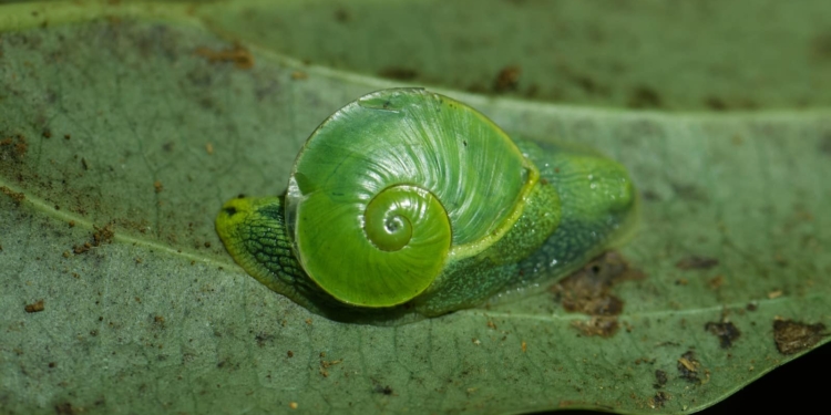 Rare Emerald Land Snail Discovery