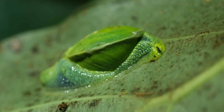 Rare Emerald Land Snail Sparks Scientific Breakthrough in India’s Wildlife Expedition