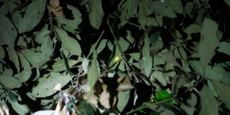 Rare Emerald Land Snail Sparks Scientific Breakthrough in India’s Wildlife Expedition