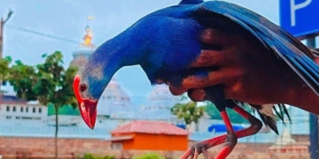 Foreign Bird Rescued