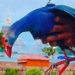 Foreign Bird Rescued