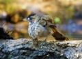 Odisha wildlife storyteller Wikimedia biodiversity archive