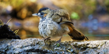 Odisha wildlife storyteller Wikimedia biodiversity archive