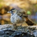 Odisha wildlife storyteller Wikimedia biodiversity archive