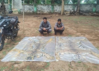 Inter-State Tiger Skin Smuggling Busted in Nuapada: Two Held