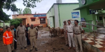 Illegal cattle trafficking in Rayagada