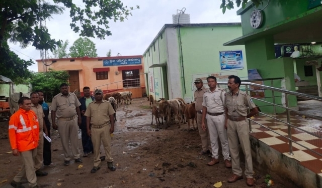 Illegal cattle trafficking in Rayagada
