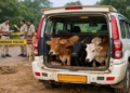 Cattle Rescued