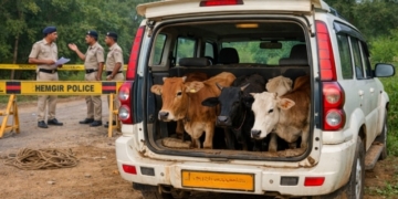 Cattle Rescued