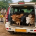 Cattle Rescued