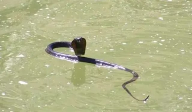Odisha flood snakebite cases