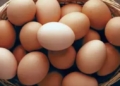 Odisha egg price hike