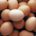 Odisha egg price hike
