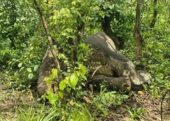 Tusker Found Dead