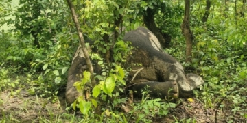 Tusker Found Dead