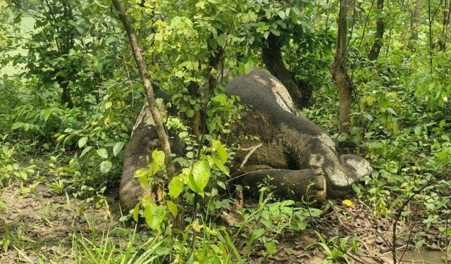Tusker Found Dead