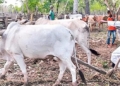 Lakshmi Maoist