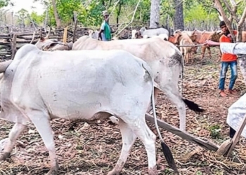 Lakshmi Maoist
