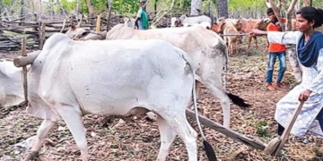 Lakshmi Maoist