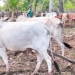 Lakshmi Maoist