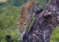 Leopard Found Hanging