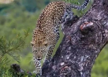 Leopard Found Hanging