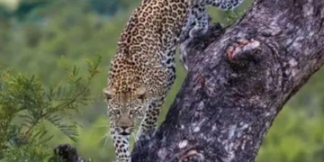 Leopard Found Hanging