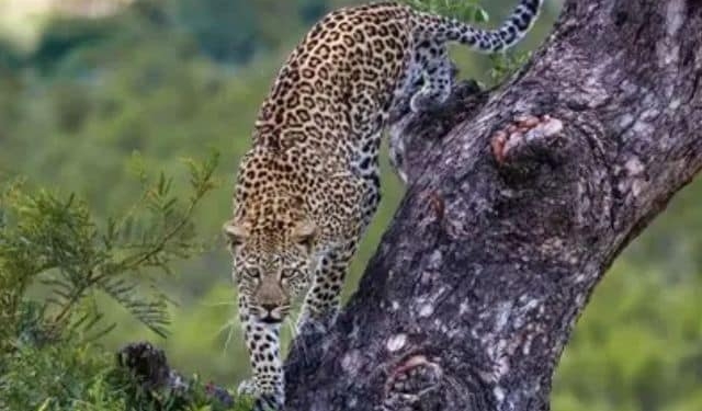 Leopard Found Hanging